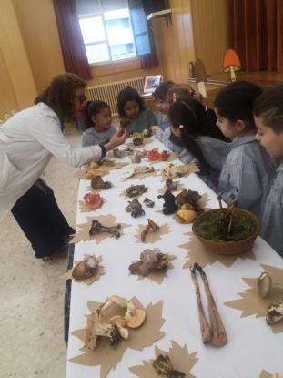 EXPOSICION MICOL�GICA 2023 - Foto 10