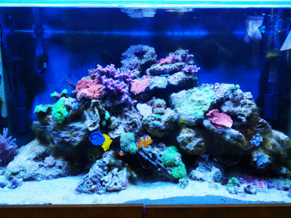 VISITA AL ACUARIO DEL IES OTERO PEDRAYO - 5 INFANTIL - Foto 2