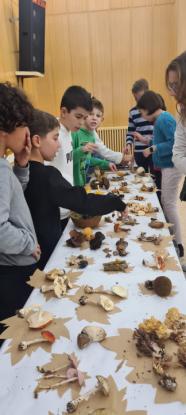 EXPOSICION MICOL�GICA 2023 - Foto 46