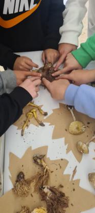 EXPOSICION MICOL�GICA 2023 - Foto 48