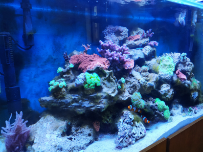 3 AOS VISITA EL ACUARIO DEL IES OTERO PEDRAYO - Foto 1
